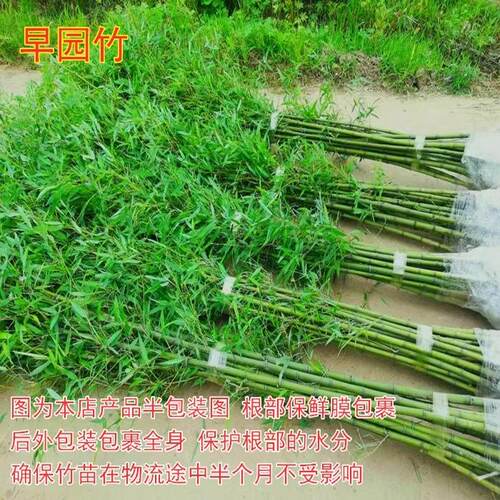 竹子苗庭院耐寒大型观赏竹子盆栽四季常青紫竹苗黄金竹罗汉竹刚竹 - 图2