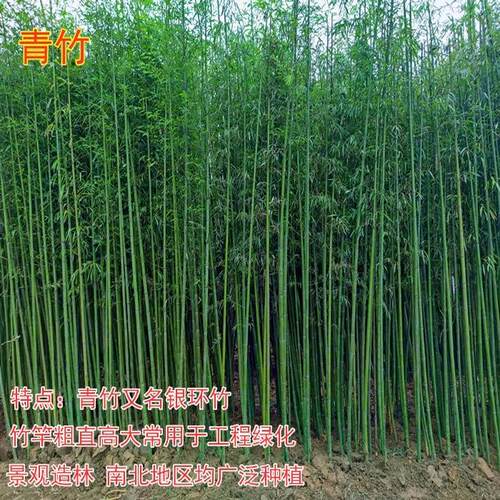 竹子苗庭院耐寒大型观赏竹子盆栽四季常青紫竹苗黄金竹罗汉竹刚竹 - 图1