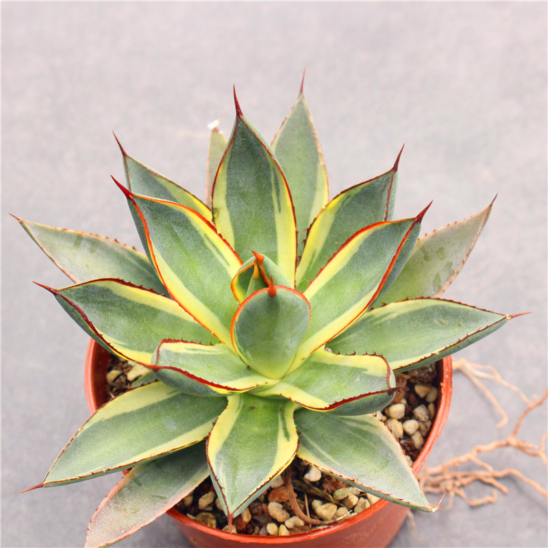 龙舌兰组合小盆栽大型多肉植物新手客厅装饰庭院绿植吉祥冠白中斑,淘宝优惠券,粉丝福利购,淘宝优惠卷