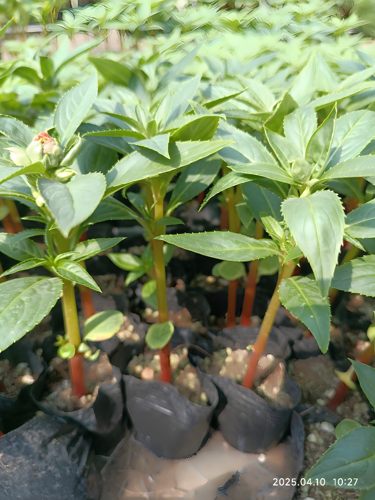 学生观察作业规格齐全凤仙花指甲花苗泡脚染指甲盆栽阳台庭院花卉 - 图0