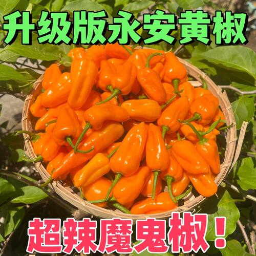 魔鬼椒新鲜永安黄椒特辣超辣新鲜辣椒朝天椒香辣变态辣福建黄椒 - 图0