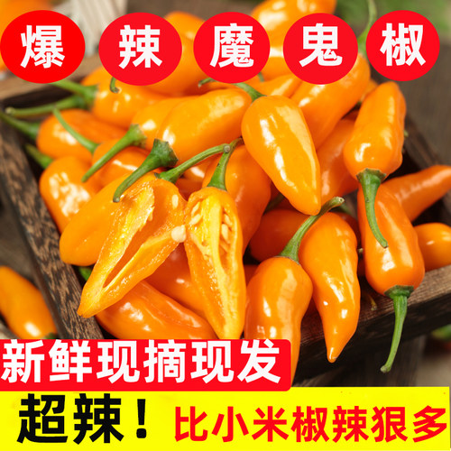 魔鬼椒新鲜永安黄椒特辣超辣新鲜辣椒朝天椒香辣变态辣福建黄椒 - 图2