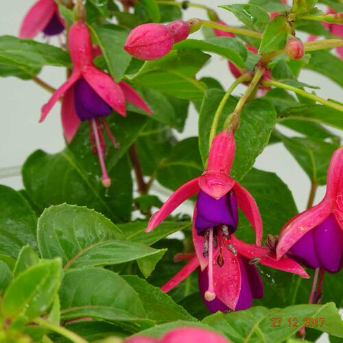 倒挂金钟盆栽带花苞宝莲灯灯笼花重瓣老桩垂吊阳台庭院好养耐寒花 - 图1