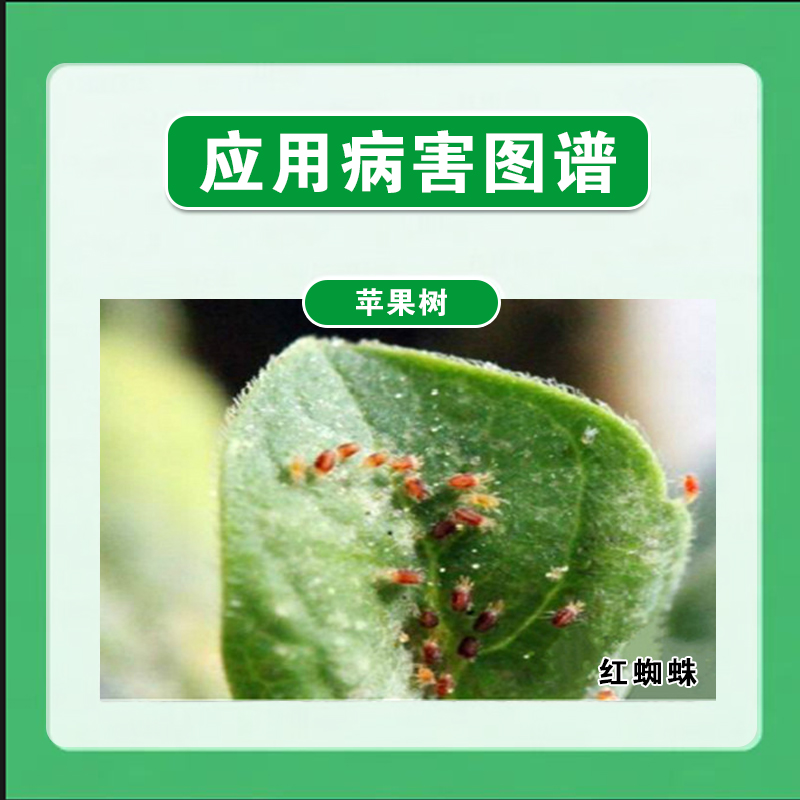 10.5%阿维菌素 哒螨灵苹果树红蜘蛛阿维哒螨灵农药杀虫剂 - 图2