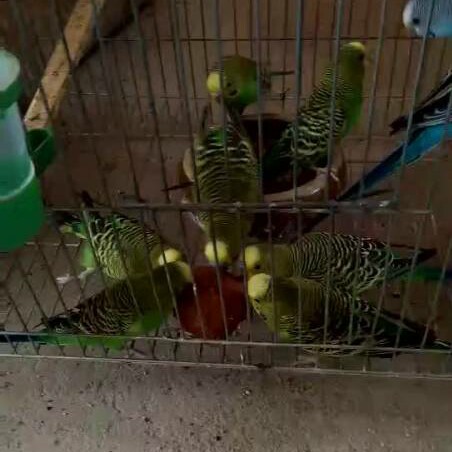 虎皮牡丹鹦鹉红土营养保健球保健沙促进繁殖微量元素矿物质维生素,淘宝优惠券,粉丝福利购,淘宝优惠卷