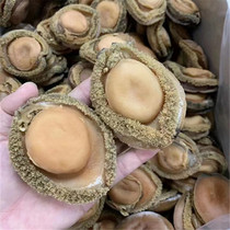 Deep Sea South Africa Abalone Dry Goods Heart Abalone Balfish South Africa Gemirbaufish Dry Nets Baut Class Selected Goods Hotels Gift Boxes