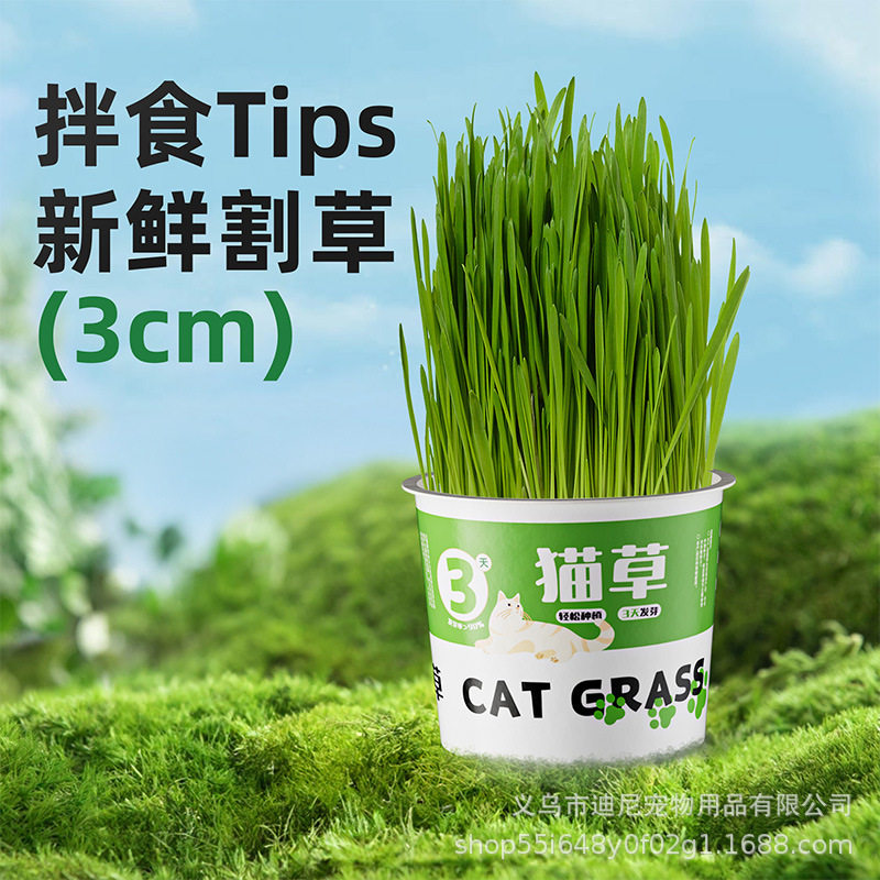 懒人猫草罐头水培无土去毛球助消化零食泡面猫草盆栽幼猫宠物零食,淘宝优惠券,粉丝福利购,淘宝优惠卷