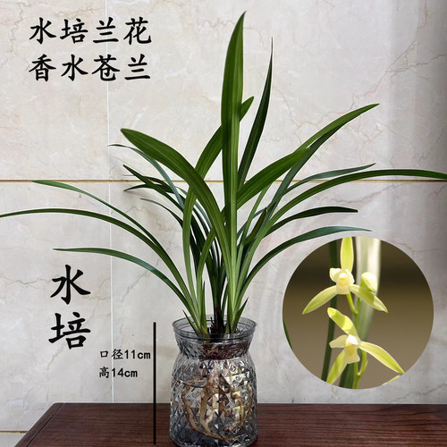 水培香水苍兰兰花苗室内植物浓香四季建花卉耐寒植物冬季带花苞 - 图0