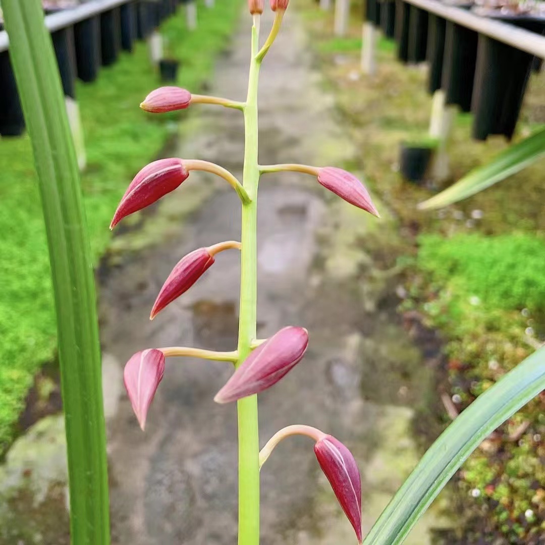 秋榜喜洋洋兰花苗版纳红浓香型秋冬带花苞发货云南转色花红花名品 - 图3