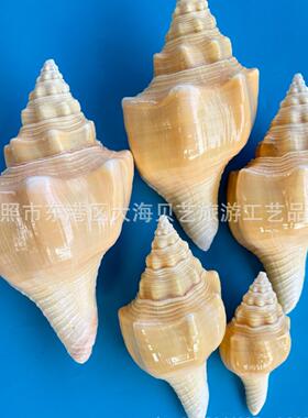黄涡螺西非圣罗天然贝壳海螺家居