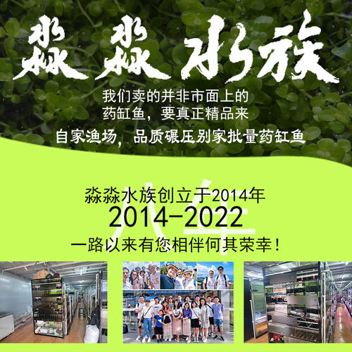 精品孔雀鱼活鱼观赏鱼母鱼繁殖热带纯种天空蓝白小型 - 图0