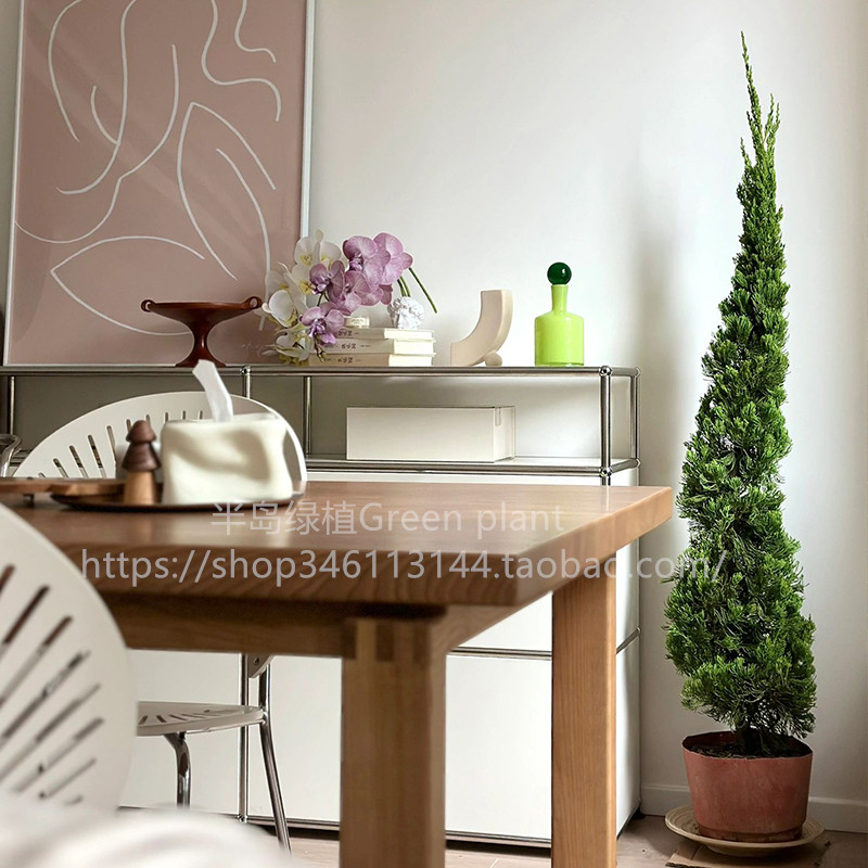 龙柏盆栽松柏塔松圣诞树室内客厅植物大型户外庭院好养侧柏真绿植,淘宝优惠券,粉丝福利购,淘宝优惠卷