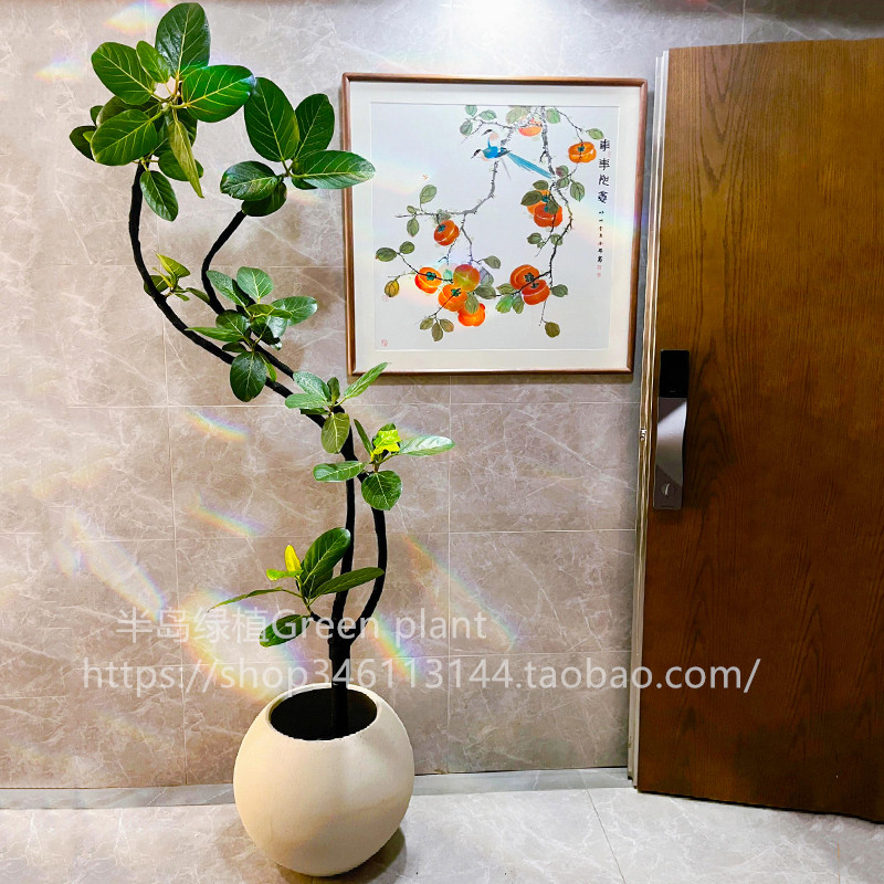 网红孟加拉榕盆栽大型室内客厅绿植黄金榕高山榕树落地真花旺宅树,淘宝优惠券,粉丝福利购,淘宝优惠卷