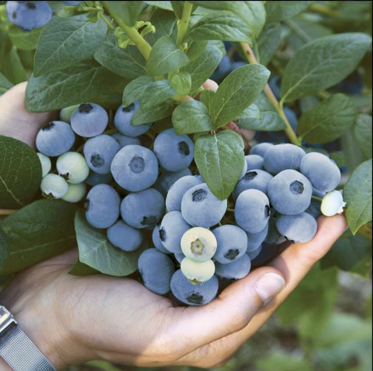 花香蓝莓树果品种带果盆栽树当年结果南北方少量掉果正常介意慎拍,淘宝优惠券,粉丝福利购,淘宝优惠卷