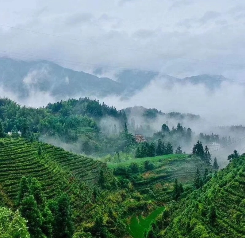 2024年新茶桂东玲珑茶明前茶高山绿茶头春茶郴州特产250g桂东绿茶-图3