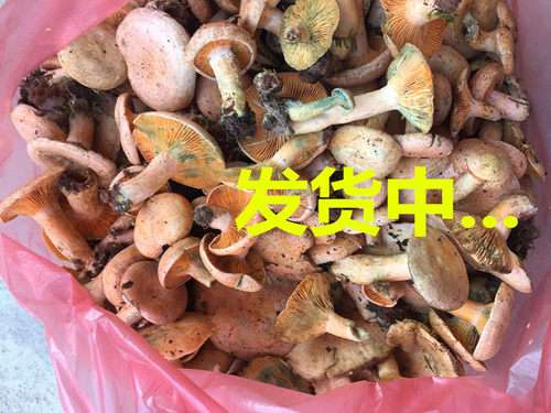 新鲜野生菌特产山珍新鲜蘑菇野生菌乌枞菌重阳菌寒菌雁鹅菌三九菇 - 图0