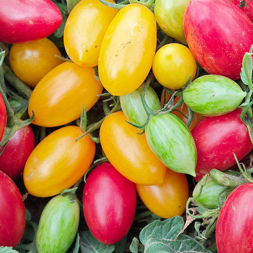 粉红猫番茄种子多汁鲜嫩高产超甜传家宝春秋庭院室内阳台盆栽易种 - 图0