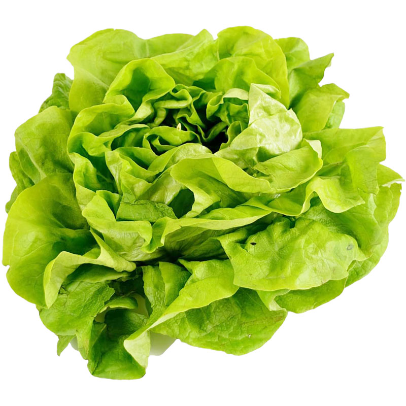 奶油脆生菜种子光滑酥脆鲜嫩甜美沙拉叶菜传家宝四季阳台室内盆栽 - 图3