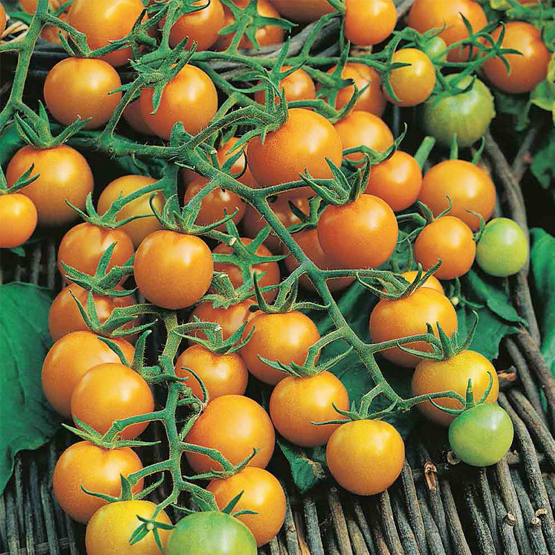 超甜小樱桃圣女果番茄种子甜开胃酒金太阳瀑布传家宝春秋阳台盆栽,淘宝优惠券,粉丝福利购,淘宝优惠卷