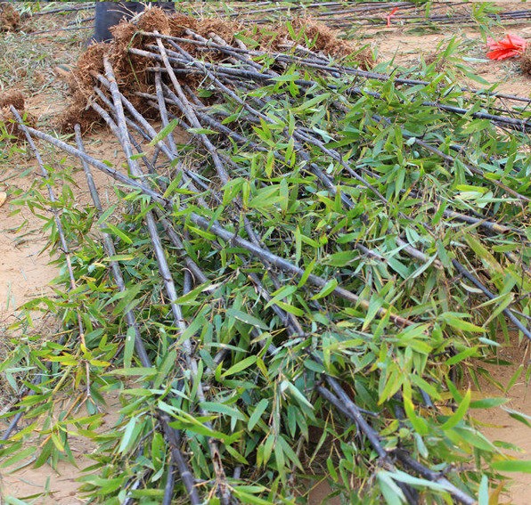 庭院盆栽 观赏竹子苗 紫色竹子苗紫竹苗 篱笆植物 彩色竹子花卉 - 图1