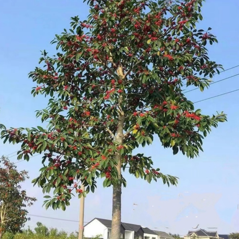 海南红豆树相思树苗北美冬青 生南国 红豆杉盆栽庭院别墅观赏风景 - 图1