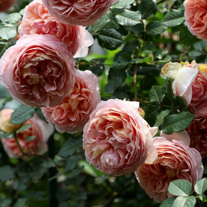 上上花田 亚伯拉罕欧月藤本月季花苗大花浓香阳台庭院攀爬植物