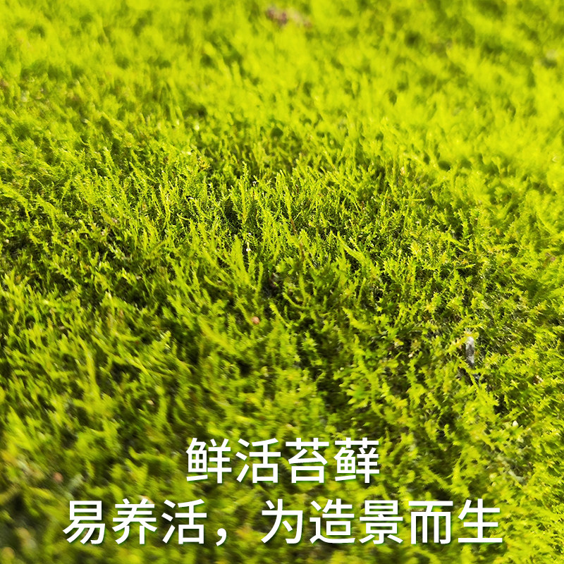 鲜活苔藓微景观植物盆景专用苔藓盆栽水陆缸假山草造景细羽青苔,淘宝优惠券,粉丝福利购,淘宝优惠卷