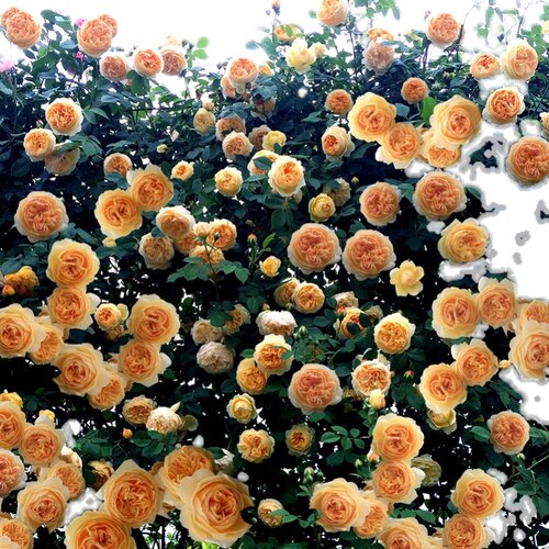 蔷薇花苗爬藤月季大花浓香庭院四季爬藤粉龙沙宝石藤冰山亚伯 - 图3