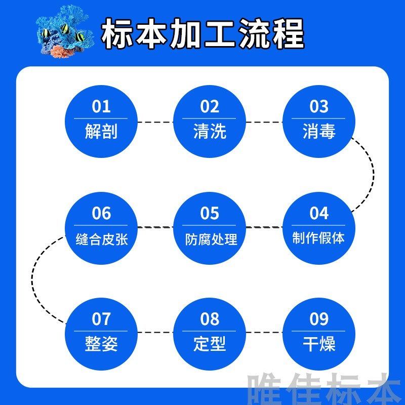 加工各种真鱼类剥制标本制作博物馆科普展览教学摄影道具纪念定制,淘宝优惠券,粉丝福利购,淘宝优惠卷