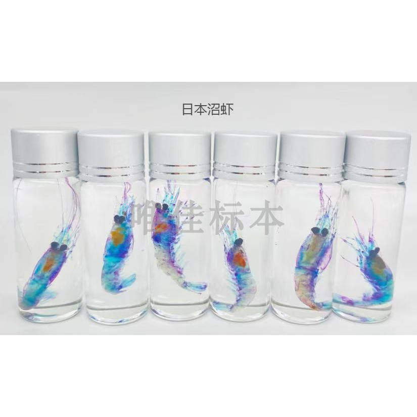 染色骨骼透明标本鱼类哺乳爬行类动物模型教学展览展示装饰双重,淘宝优惠券,粉丝福利购,淘宝优惠卷