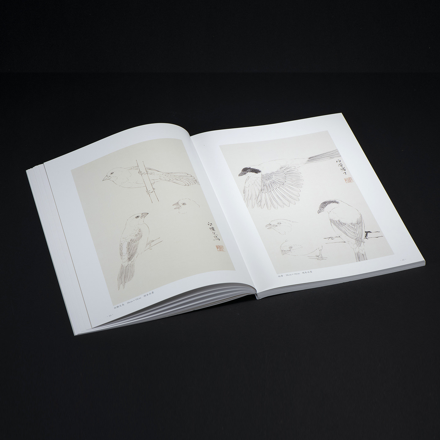 观物之生 : 中国画工笔禽鸟写生技法 宋代工笔禽鸟画绘画技法入门教程工具材料基本设色技法详解 20只常见鸟类写生创作示范画画书,淘宝优惠券,粉丝福利购,淘宝优惠卷