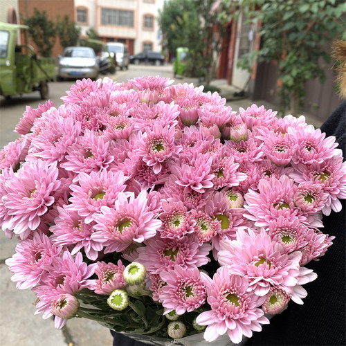 小雏菊鲜花花束云南昆明基地直发百合速递同城家用水养鲜切花玫瑰 - 图1