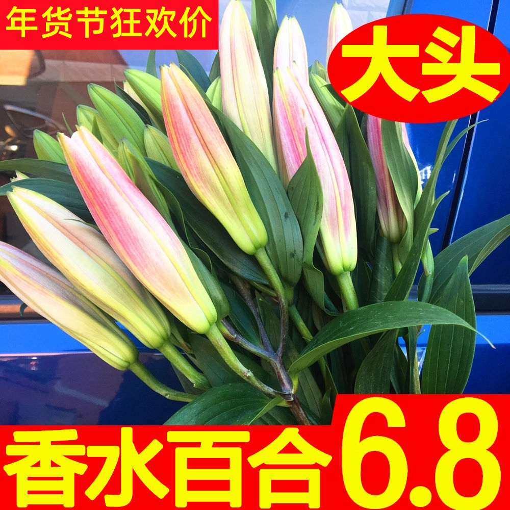 香水黄白粉色黑美人重瓣百合花鲜花花束云南基地直发同城速情人节