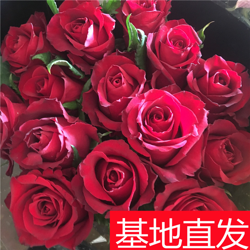 艾莎卡布奇诺云南昆明基地直发同城速递家用鲜花花束百合花水养花