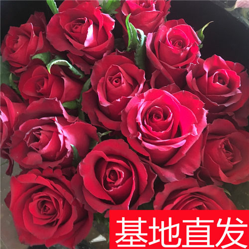 卡布奇诺粉红白玫瑰鲜花云南昆明基地直发同城速递多头泡泡母亲节 - 图3