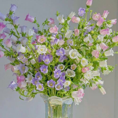 粉色风铃花鲜花水养鲜切花云南昆明基地直发玫瑰百合向日葵包邮 - 图0