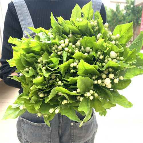 茉莉花鲜花水养鲜切花云南昆明基地直发同城速递玫瑰百合向日葵 - 图0
