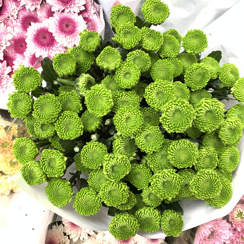小雏菊鲜花花束云南昆明基地直发百合速递同城家用水养鲜切花玫瑰 - 图3