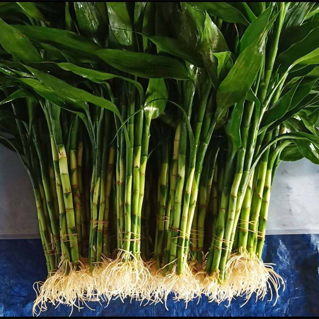 节节高富贵竹水养技巧,富贵竹水养技巧,富贵竹水养水位多高(第14页)_大山谷图库