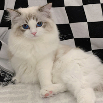 Pure Breeder Puppet Cat Young Cat Blue Eyed Sea Twin Hills Double Blue Double Focus Color Open Face Long Hair Fairy Pet Living Kitty