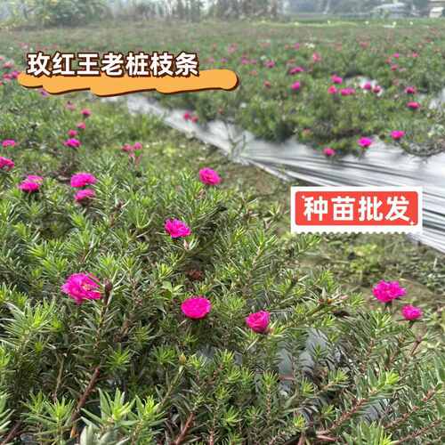 (太阳花辫子桩）重瓣太阳花老桩造型盆景多色多年生大型牡丹耐寒 - 图2