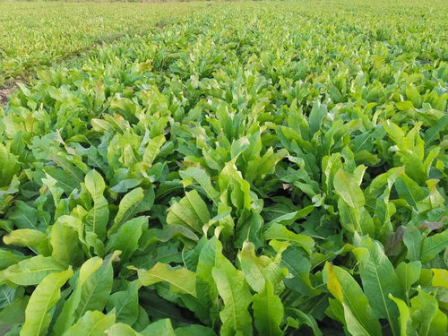 五指山食叶草海南酸叶汤五指山酸叶草酸叶鱼酸叶肉食叶草官方旗舰 - 图2