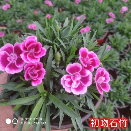 欧石竹花苗 山东青州耐寒花卉盆栽粉贝室外庭院绿化工程小苗包邮 - 图0