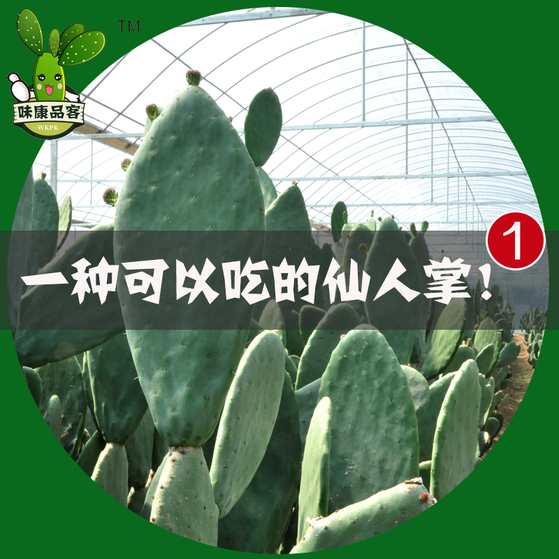 墨西哥米邦塔食用仙人掌绿色多肉植物盆栽 热品库 性价比省钱购