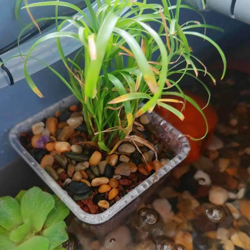 水菖蒲沼泽过滤植物防龟咬方盆加厚透气塑料花盆控根定植篮水培篮,淘宝优惠券,粉丝福利购,淘宝优惠卷