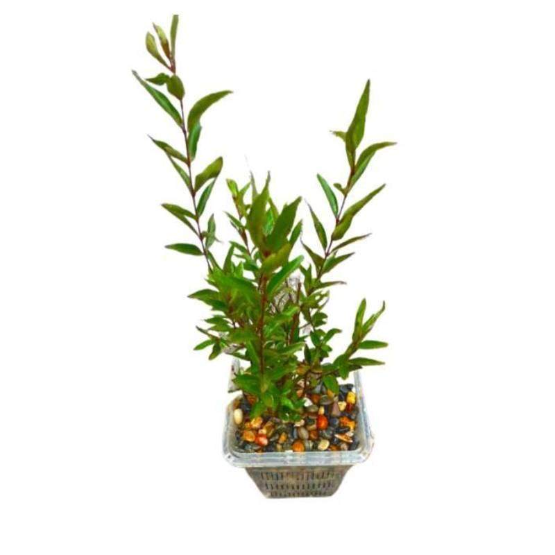 水菖蒲沼泽过滤植物防龟咬方盆加厚透气塑料花盆控根定植篮水培篮,淘宝优惠券,粉丝福利购,淘宝优惠卷