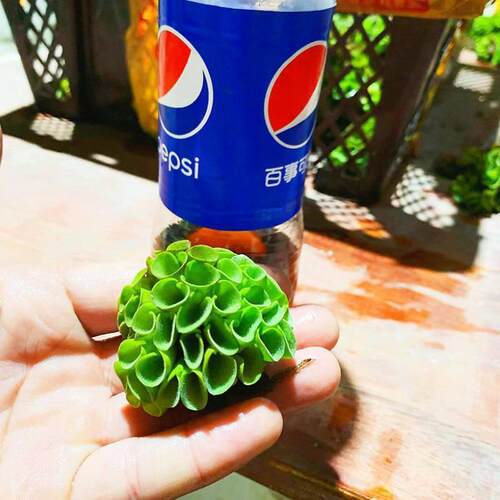鱼缸水草浮萍肚兜圆心养龟造景净化水生植物古法养鱼植物水芙蓉 - 图0