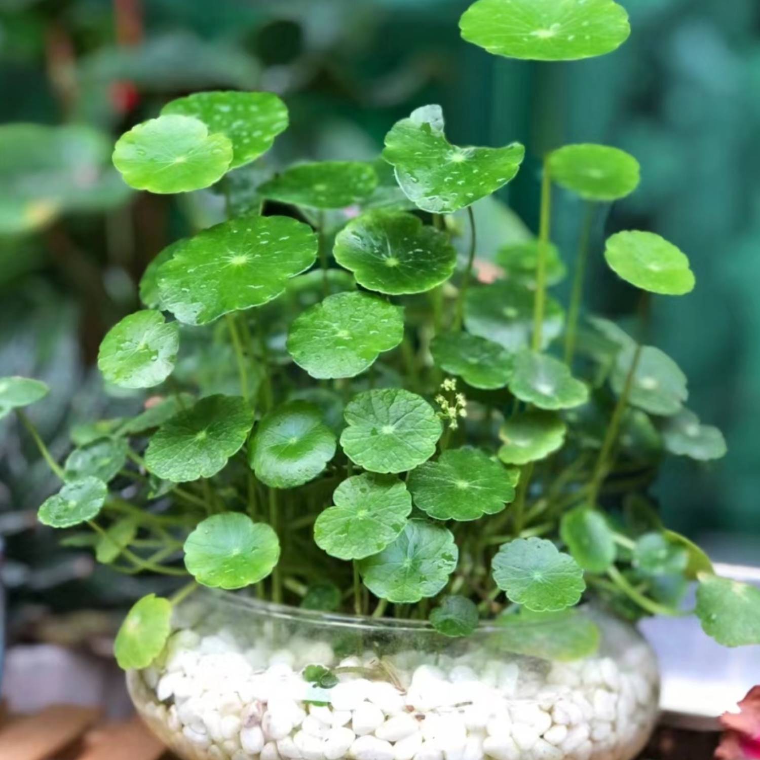 铜钱草小绿植水养草籽花卉室内盆栽好养耐活净化水质水培植物 - 图1