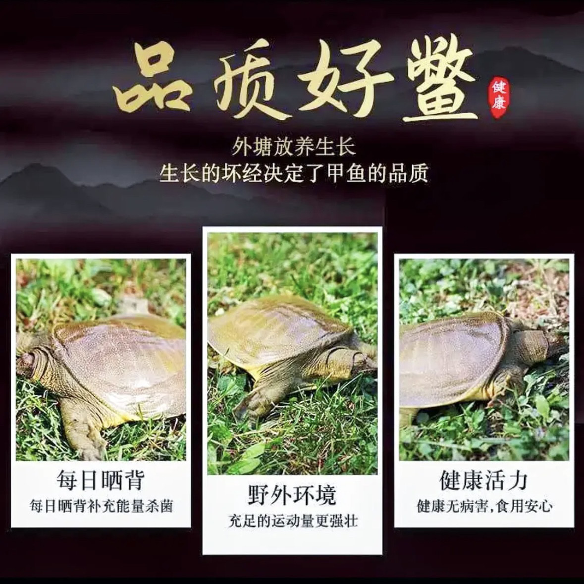 鲜活甲鱼食用中华鳖野外放养水鱼外塘野养青黄背老鳖公鱼生态团鱼,淘宝优惠券,粉丝福利购,淘宝优惠卷