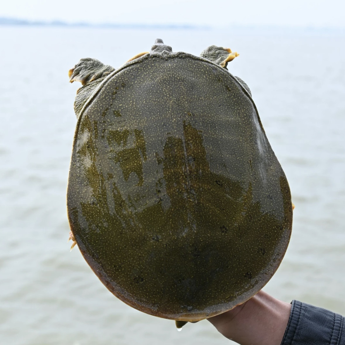 鲜活甲鱼食用中华鳖野外放养水鱼外塘野养青黄背老鳖公鱼生态团鱼,淘宝优惠券,粉丝福利购,淘宝优惠卷